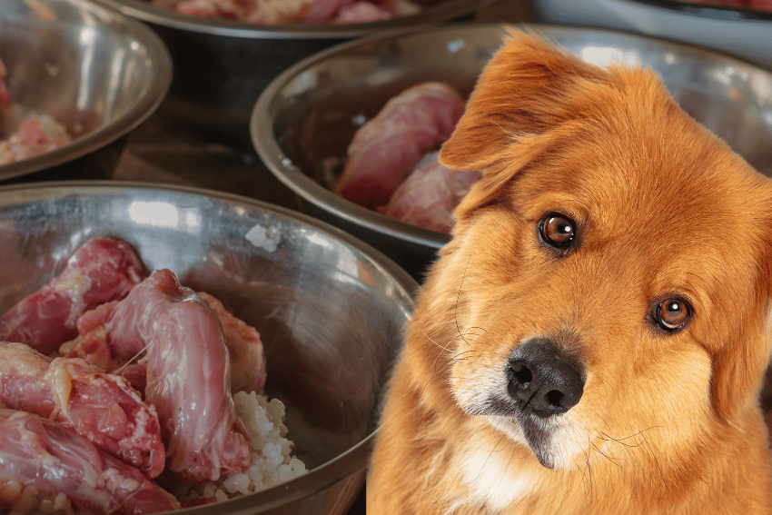 is it safe to feed raw chicken to dogs