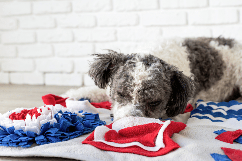 A curly-haired dog with black and white fur is lying on a colorful, textured rug featuring red, blue, and white elements. The dog appears to be resting peacefully in front of a white brick wall while the pet owner looks up money-saving secrets online.