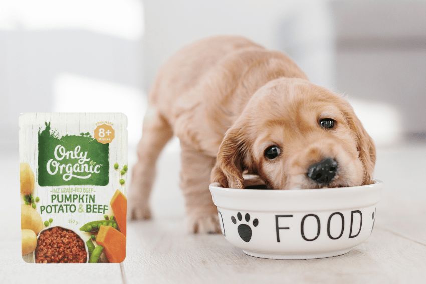 A small puppy with light brown fur is eating from a white bowl labelled "FOOD" with black paw prints. Next to the puppy is a packet of Only Organic baby food, flavour Pumpkin, Potato & Beef — a clever money-saving tip for pet owners. The scene is set indoors on a light-coloured floor. Swap Subscription Pet Food for Baby Food