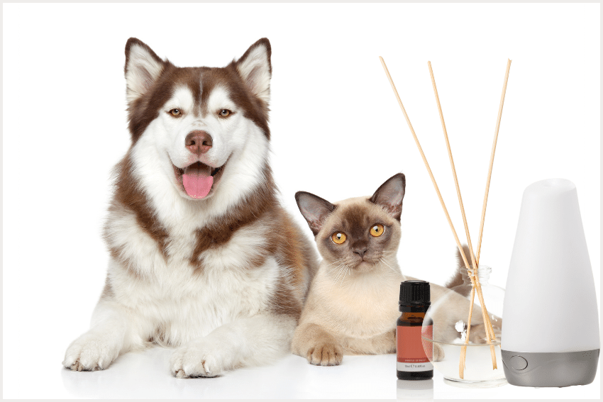 Is Aromatherapy Safe for Pets? What Every Pet Sitter Should Know